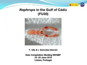 Nephrops in the Gulf of Cdiz FU 30