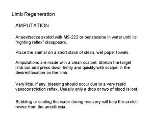 Limb Regeneration AMPUTATION Anaesthetize axolotl with MS222 or