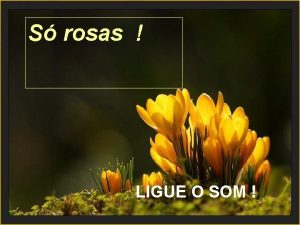 S rosas LIGUE O SOM Eu escolhi 9