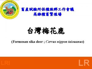 Formosan sika deer Cervus nippon taiouanus LRI LR