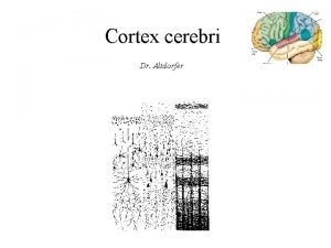 Cortex cerebri Dr Altdorfer OKteszt minta A neocortex