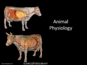 Animal Physiology Source sciencephoto com Slide 2 Animal