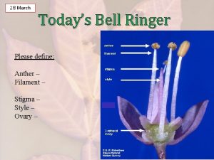 28 March Todays Bell Ringer Please define Anther