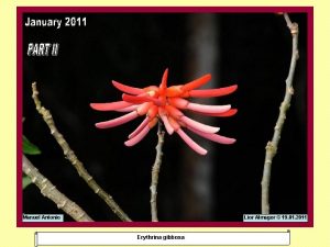 Manuel Antonio Lior Almagor 19 01 2011 Erythrina