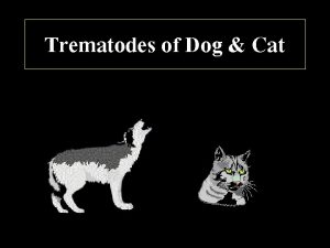 Trematodes of Dog Cat Important Trematodes Family Dicrocoelidae