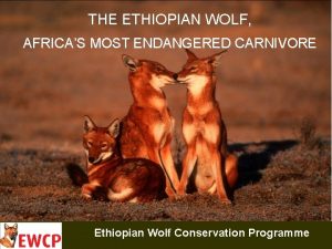 THE ETHIOPIAN WOLF AFRICAS MOST ENDANGERED CARNIVORE Ethiopian