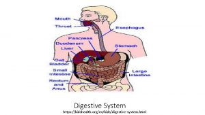Digestive System https kidshealth orgenkidsdigestivesystem html The digestive