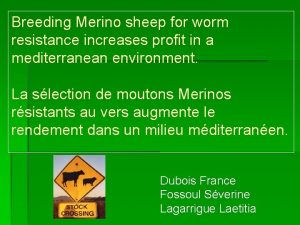 Breeding Merino sheep for worm resistance increases profit