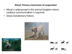 Ritual Primary mechanism of cooperation Ritual is widespread