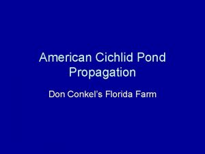 American Cichlid Pond Propagation Don Conkels Florida Farm