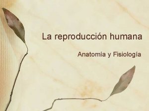 La reproduccin humana Anatoma y Fisiologa Anatoma Anatoma