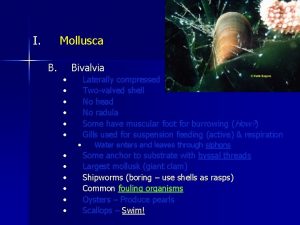 I Mollusca B Bivalvia Laterally compressed Twovalved shell