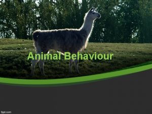 Animal Behaviour FOUR APPROACHES OF ANIMAL BEHVIOUR There