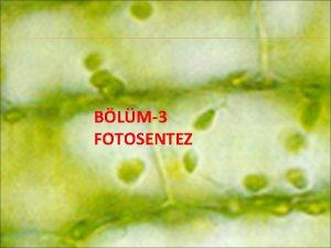 BLM3 FOTOSENTEZ FOTOSENTEZ Bitkilerin karbon dioksit ve suyu