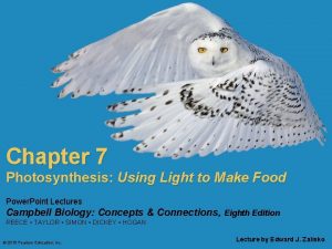 Chapter 7 Photosynthesis Using Light to Make Food