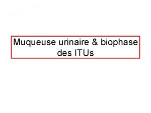 Muqueuse urinaire biophase des ITUs Muqueuse urinaire Urothlium
