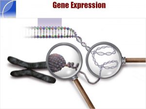 Gene Expression 1 Gene Expression The process by