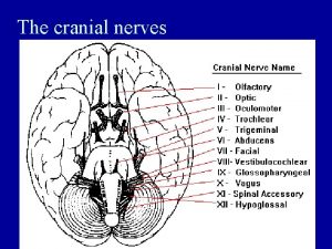 The cranial nerves Central Nervous System Brain Identify