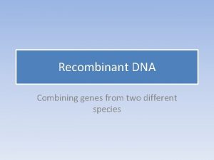 Recombinant DNA Combining genes from two different species