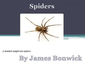 Spiders A detailed insight into spiders By James