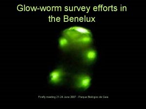 Glowworm survey efforts in the Benelux Firefly meeting