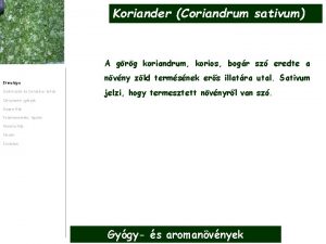 Koriander Coriandrum sativum A grg koriandrum korios bogr
