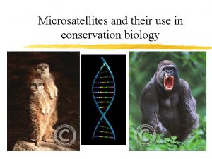 Microsatellites and their use in conservation biology Cheetah