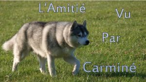 LAmiti Vu Par Carmin Ca fonctionne tout seul