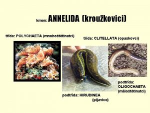 kmen ANNELIDA kroukovici tda POLYCHAETA mnohottinatci tda CLITELLATA