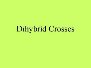 Dihybrid Crosses Dihybrid Crosses Looks at 2 different