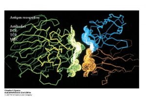 Antigen recognition Antibodies BCR TCR MHC Antibodies can