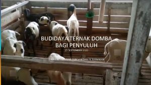 BUDIDAYA TERNAK DOMBA BAGI PENYULUH 25 SEPTEMBER 2020