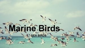 Marine Birds SEA BIRDS Diet Seabirds evolved to