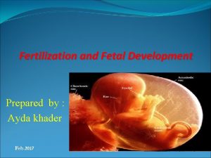 Fertilization and Fetal Development Prepared by Ayda khader