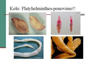 Kolo Platyhelminthesponovimo Morfologija Metiljavost domaih ivotinja i njeno