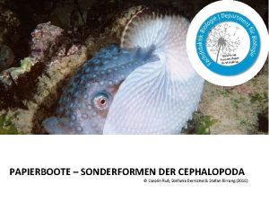 PAPIERBOOTE SONDERFORMEN DER CEPHALOPODA Carolin Ru Stefanie Bernickel