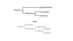 Cephalochordata Chordata Olfactores Urochordata Vertebrata versus Myxinoidea sliznatky