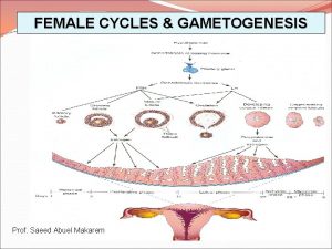 FEMALE CYCLES GAMETOGENESIS Prof Saeed Abuel Makarem OBJECTIVES