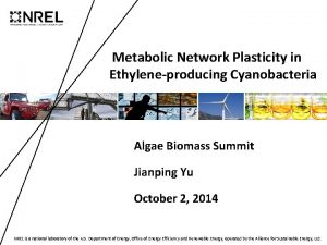 Metabolic Network Plasticity in Ethyleneproducing Cyanobacteria Algae Biomass
