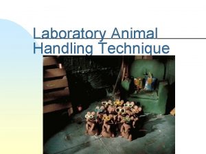 Laboratory Animal Handling Technique Escape easily Very likely