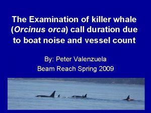 The Examination of killer whale Orcinus orca call