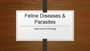 Feline Diseases Parasites Small Animal Technology Common Diseases