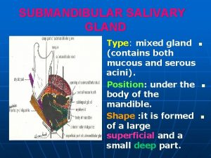 SUBMANDIBULAR SALIVARY GLAND Type mixed gland contains both
