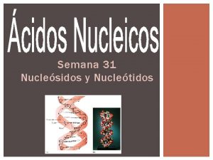 Semana 31 Nuclesidos y Nucletidos Los cidos nucleicos