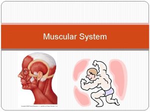 Muscular System Function The main function of the