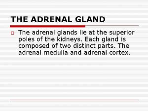 THE ADRENAL GLAND o The adrenal glands lie