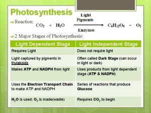 Photosynthesis Reaction 2 Major Stages of Photosynthesis Light