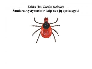 Erks lot Ixodes ricinus Sandara vystymasis ir kaip