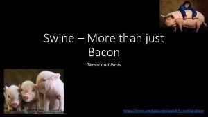 Swine More than just Bacon Terms and Parts