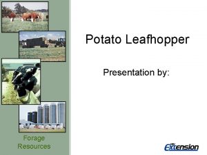 Potato Leafhopper Presentation by Forage Resources Potato Leafhopper